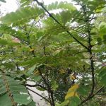 Daun gelenggang