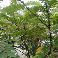 Daun gelenggang ico