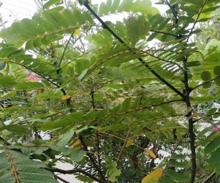 Daun gelenggang