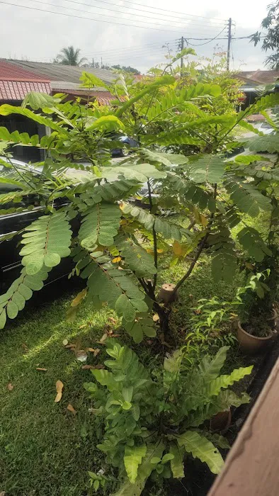 Daun gelenggang Picture 2