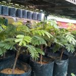 Rio Gemilang Trading