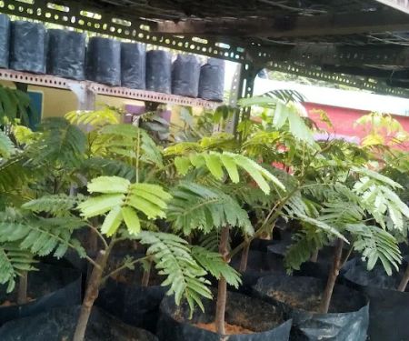 Rio Gemilang Trading