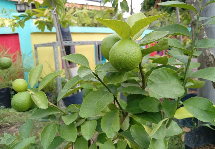 Rio Gemilang Trading Picture 2