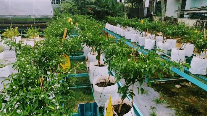 Kebun Komuniti KSJ Picture 1