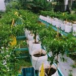 Kebun Komuniti KSJ