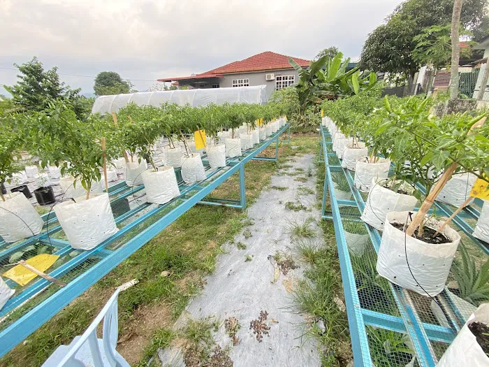 Kebun Komuniti KSJ Picture 3
