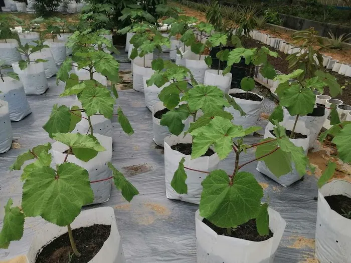 Kebun Komuniti KSJ Picture 6