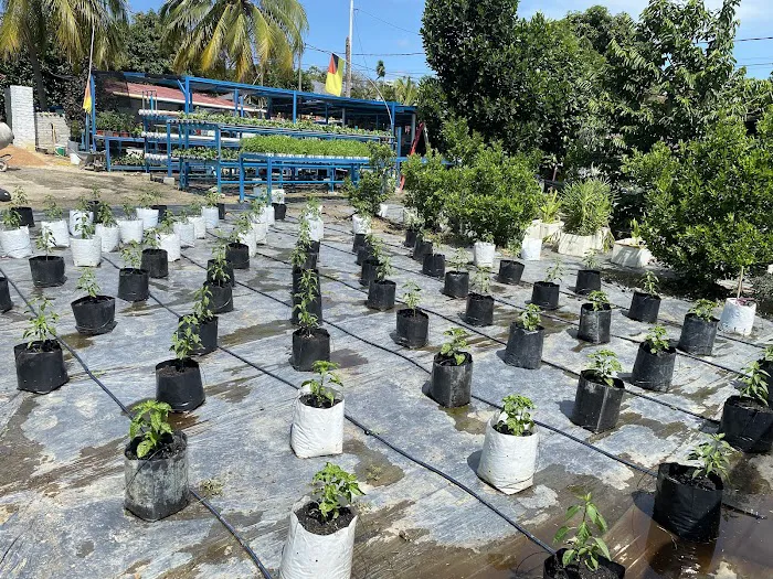 Kebun Komuniti KSJ Picture 5