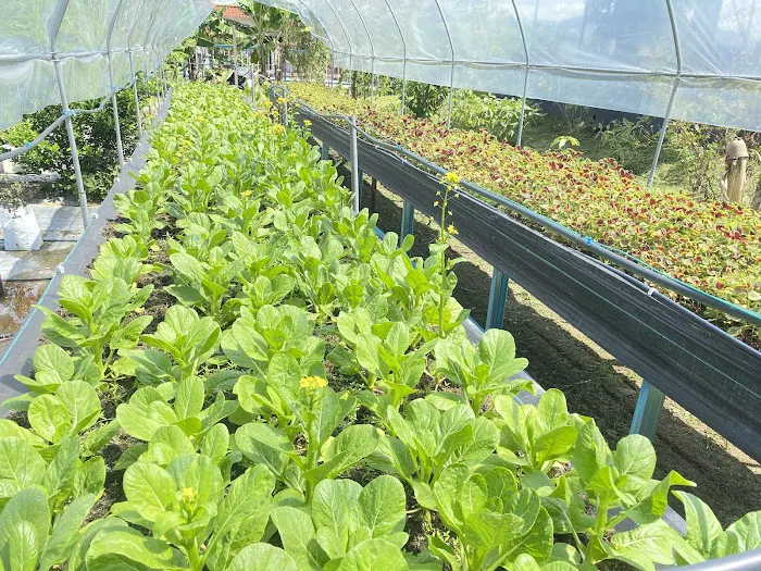 Kebun Komuniti KSJ Picture 9