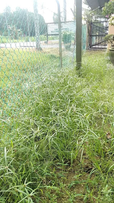 Tapak Semaian (Nurseri) MBS Picture 6