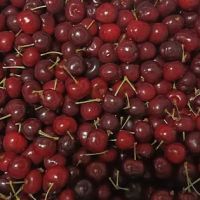 My Fruits Trading ico