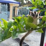 Taman Rasa Sayang