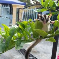 Taman Rasa Sayang ico