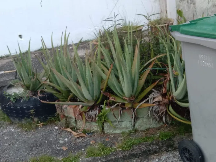Taman Rasa Sayang Picture 4