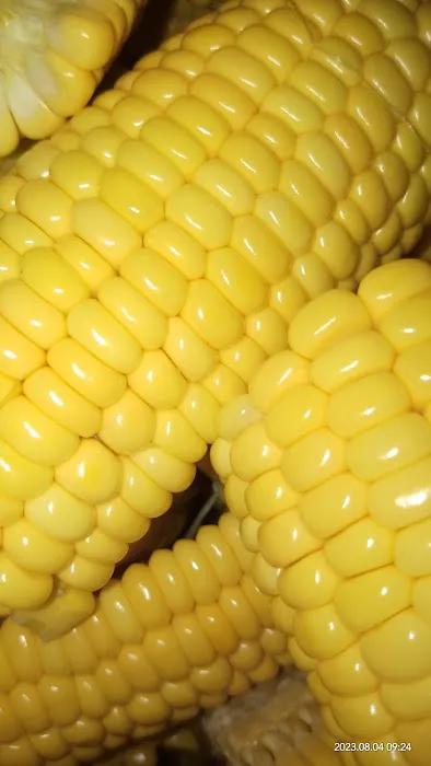 Jagung SUAMI ORANG Picture 1