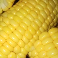 Jagung SUAMI ORANG ico