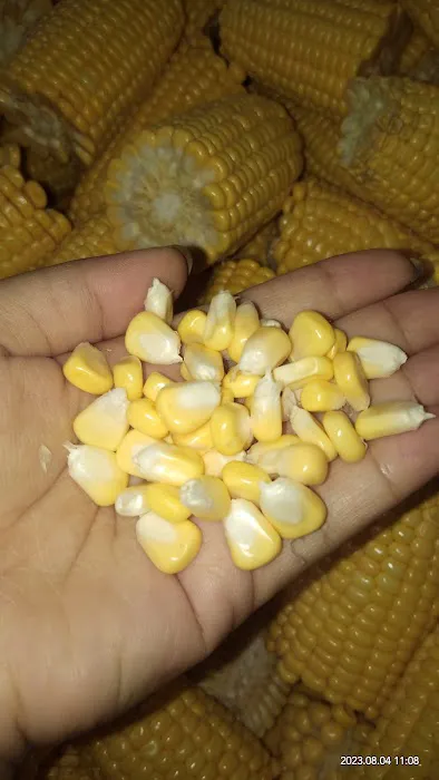 Jagung SUAMI ORANG Picture 3
