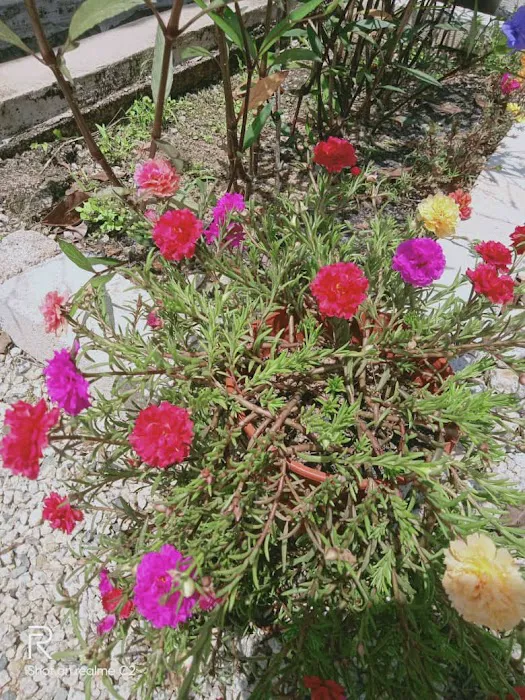 Azahanur Garden Picture 1