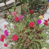 Azahanur Garden ico