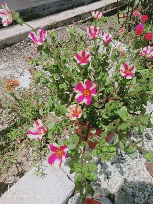 Azahanur Garden Picture 3