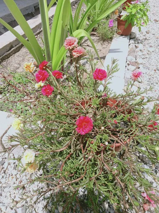 Azahanur Garden Picture 4