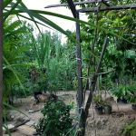 Moon's Garden