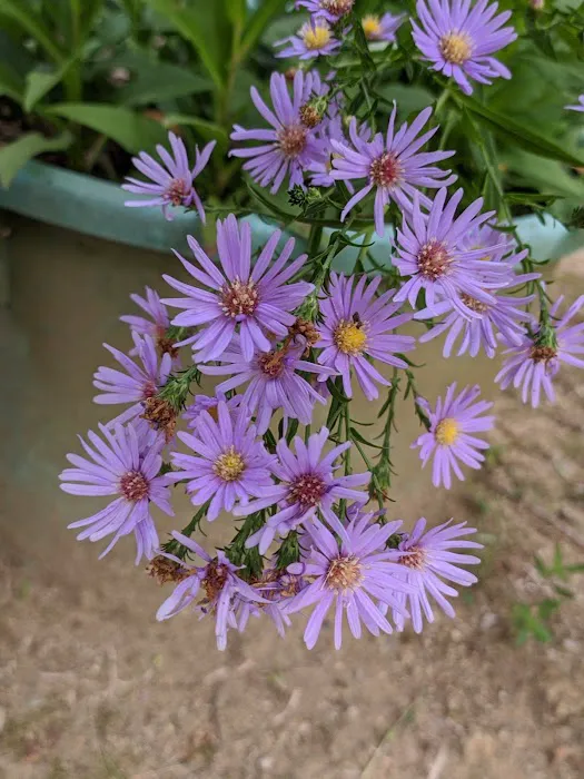 Moon's Garden Picture 8