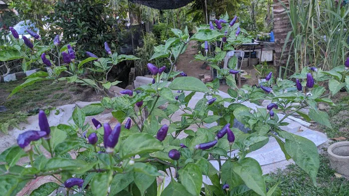 Moon's Garden Picture 10