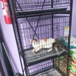 U R My Pet House Sdn Bhd @ Taman Prima Saujana