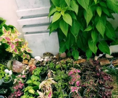 Ariesha Garden Kuantan