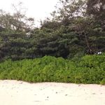 Pantai Kembali