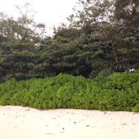 Pantai Kembali ico