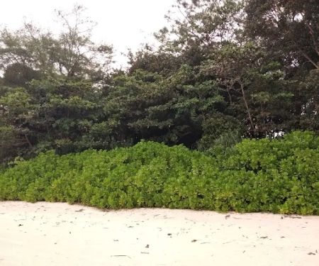 Pantai Kembali