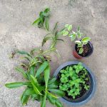 NDS GREEN ENTERPRISE