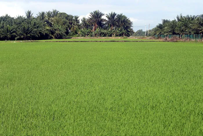 Sawah Padi belakang rumah Picture 1