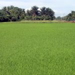 Sawah Padi belakang rumah