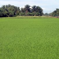 Sawah Padi belakang rumah ico