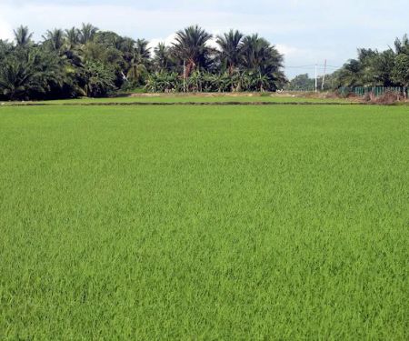 Sawah Padi belakang rumah