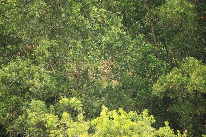 Forest Reserve Lestari Putra Picture 3