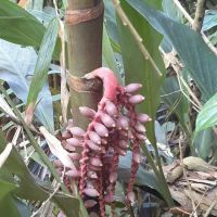 Gunung Gagak ico