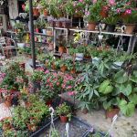 Nursery Landscape