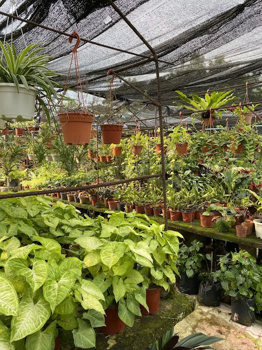 Nursery Landscape Picture 8