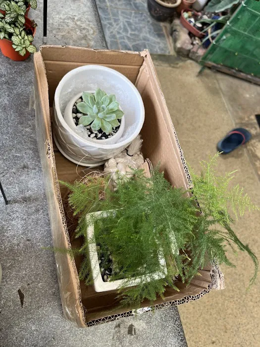 Nursery Landscape Picture 6