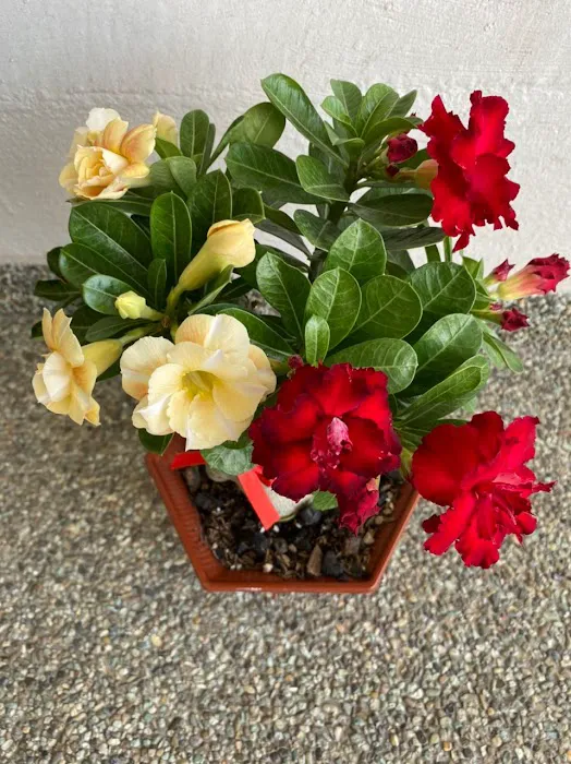 my garden Picture 1