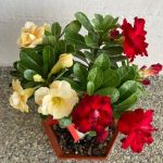 my garden