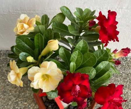my garden
