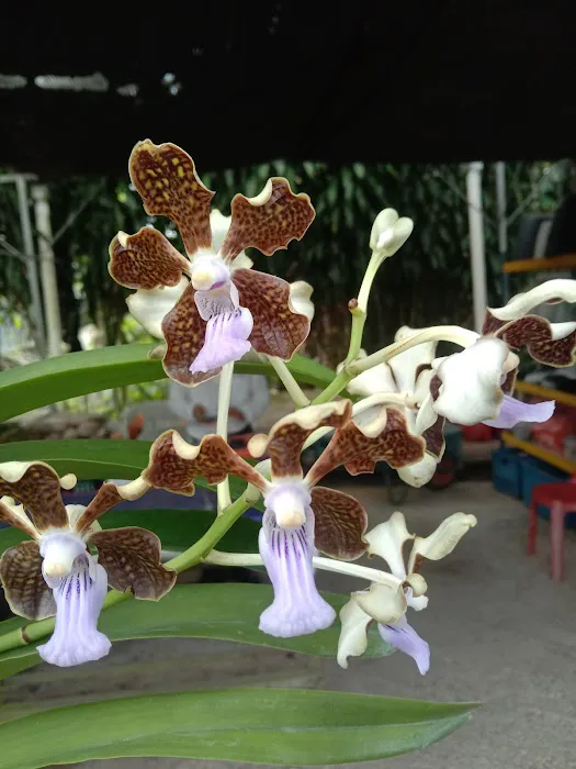my garden Picture 4