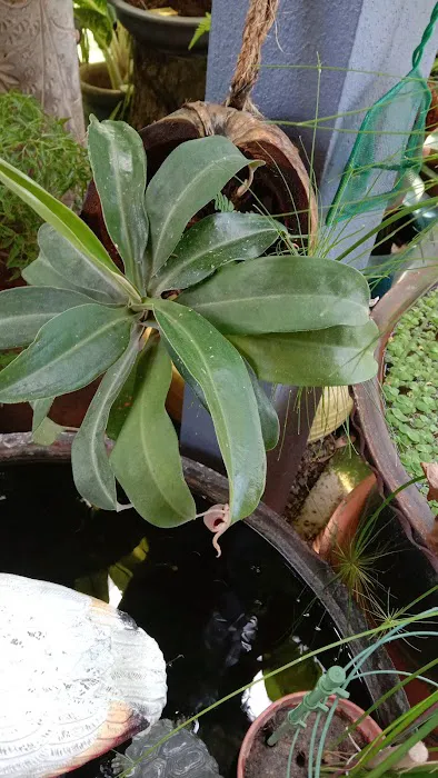my garden Picture 6