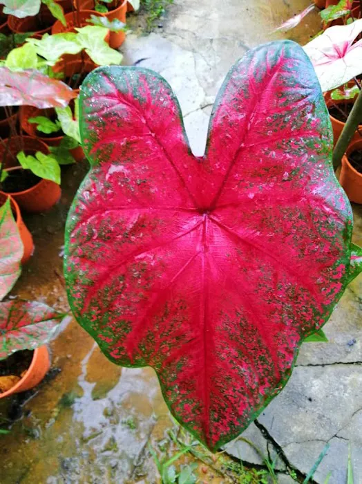 my garden Picture 5