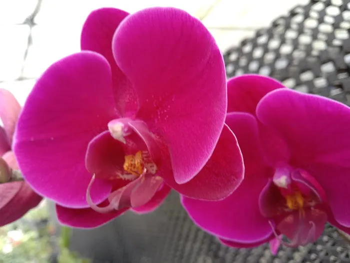 my garden Picture 10
